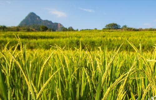 沪产稻种连续成功转让大面积推广